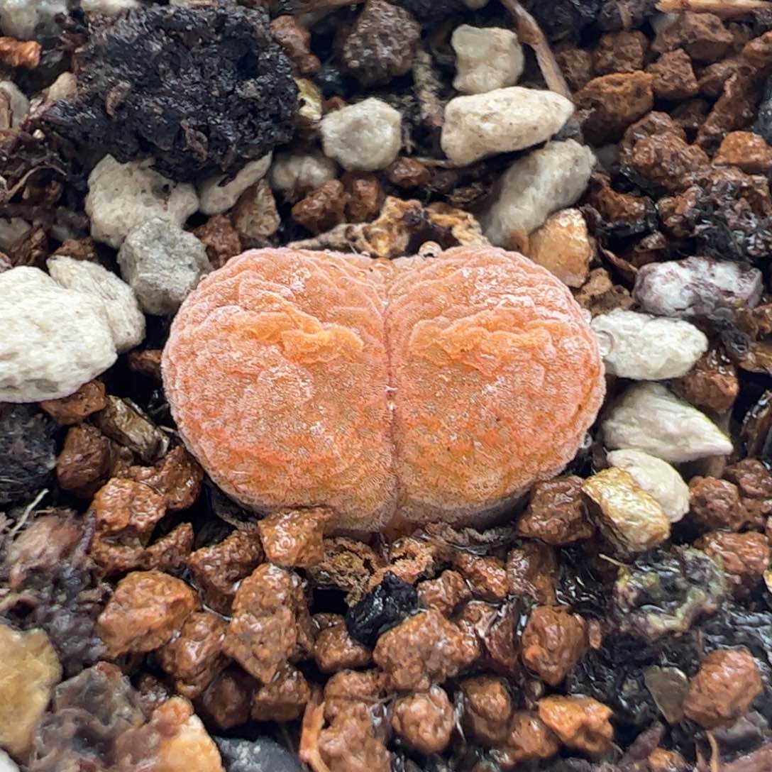 280206多肉植物百科