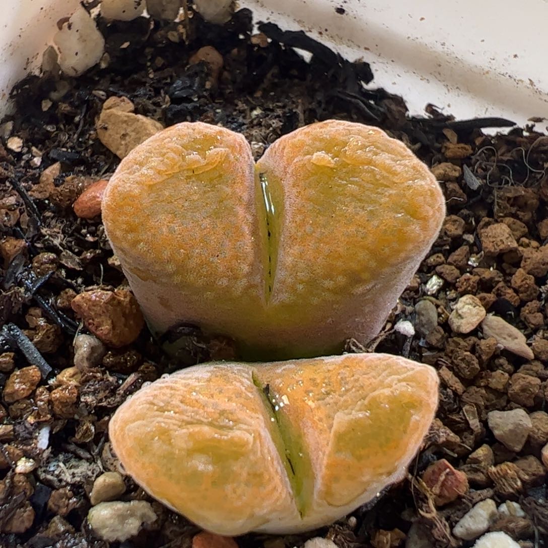 180201多肉植物百科