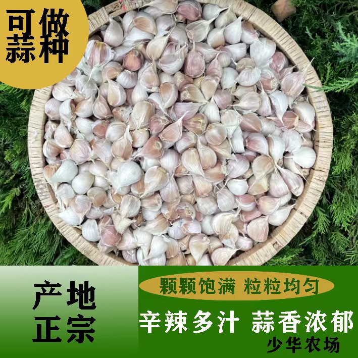 少华农场苍山大蒜今年新干蒜1斤装3斤5斤装可食用腌制大蒜瓣