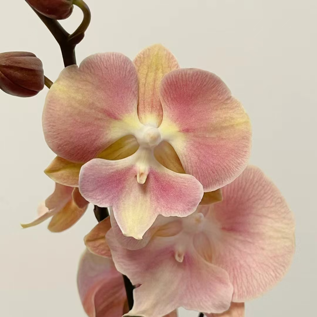 {粉珊瑚}4.5寸抽梗苗 台湾品种复古色