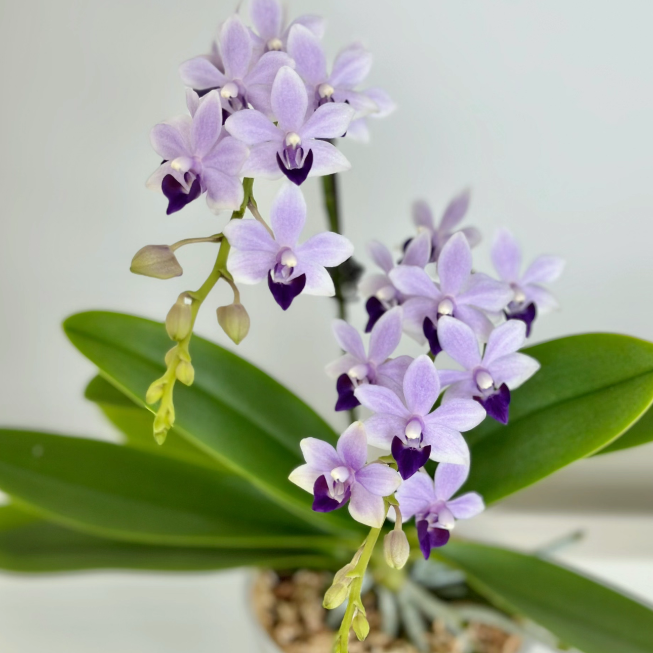 {小茴紫}2.8寸苗  仅苗没花没梗 基地直发 简单好养活