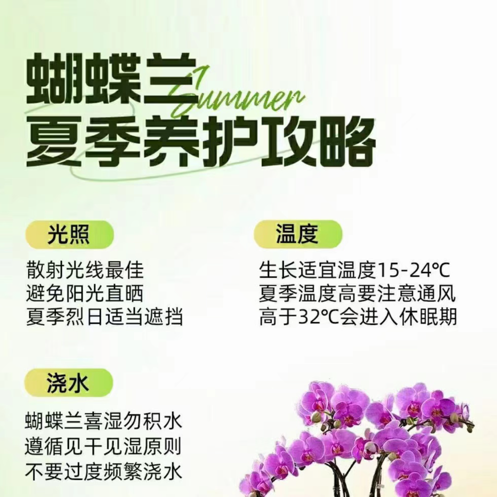 【蝴蝶兰 发SF补差】默认丹鸟 发SF需补差 按数量下单前仔细阅读