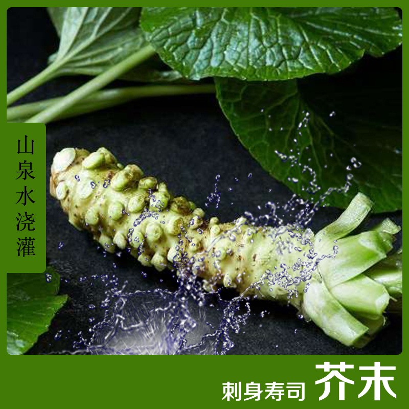 【小扬哥甄选】鲜山葵根Wasabi 山葵根鲜山葵芥末辣根1-2根/总重6