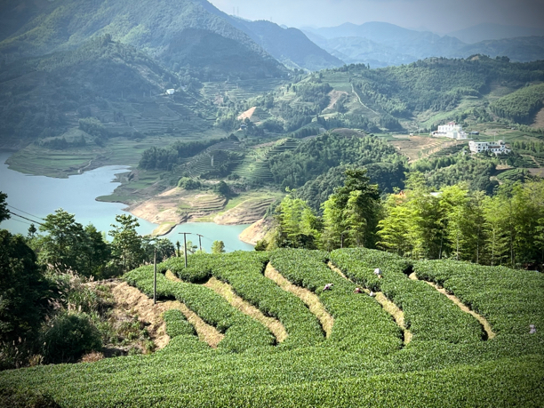 【大洋山白茶】口粮合集 福鼎白茶