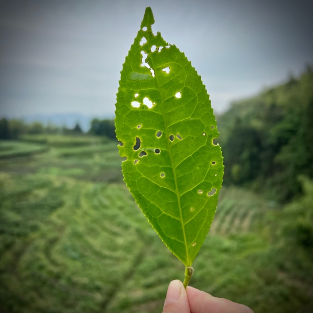【24年大洋荒韵】群体种 土茶 大洋山 福鼎白茶