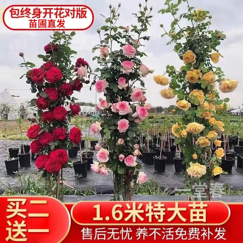 买2送1爬藤欧月蔷薇大苗月季花苗庭院花卉浓香大花四季开花造景