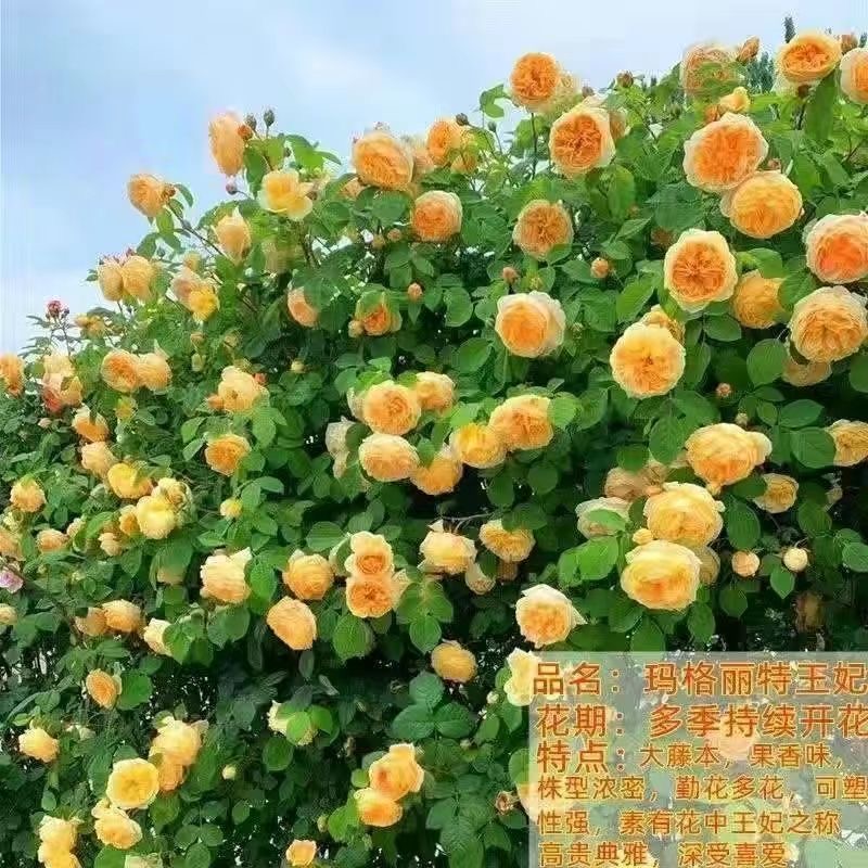 玛格丽特王妃藤本浓香月季花苗四季开花爬藤蔷薇庭院阳台绿植盆栽