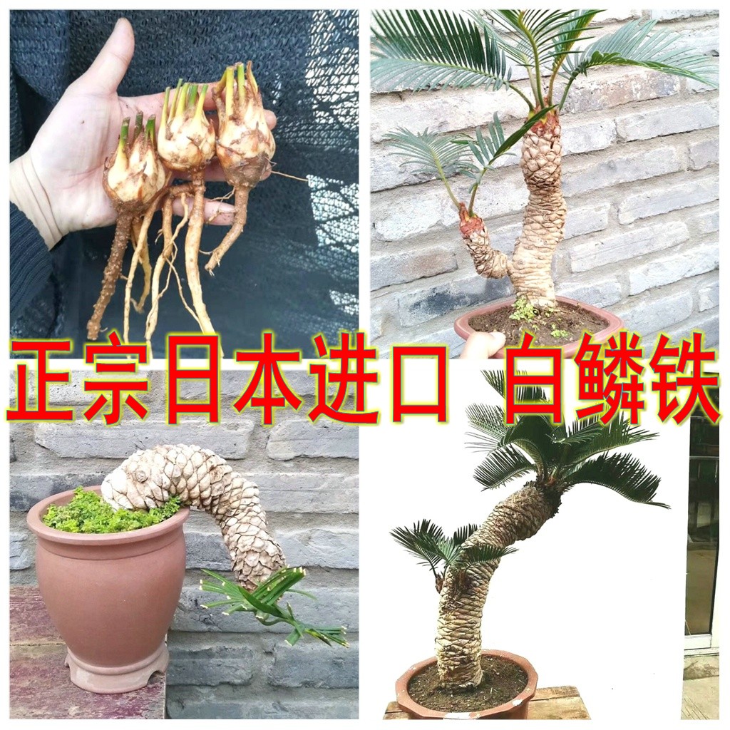 日本白鳞铁小苗 正宗日本进口 白磷铁 铁树盆栽苏铁高杆细长白皮