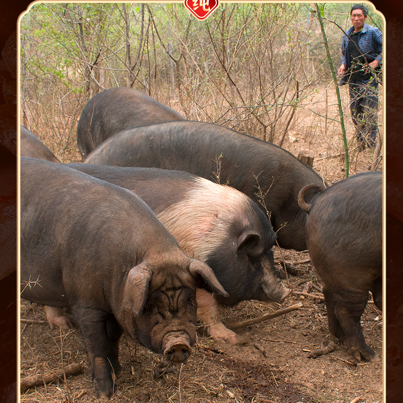 野二代黑毛土猪改价链接6到10斤