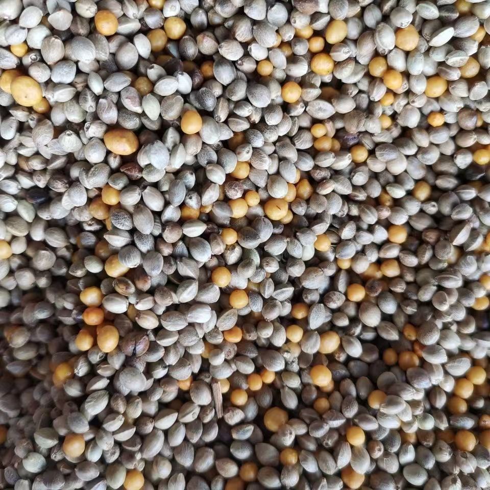 君子兰专用肥(进口奥绿、麻子)1斤