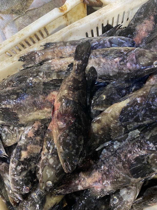 连云港发货石斑鱼5斤