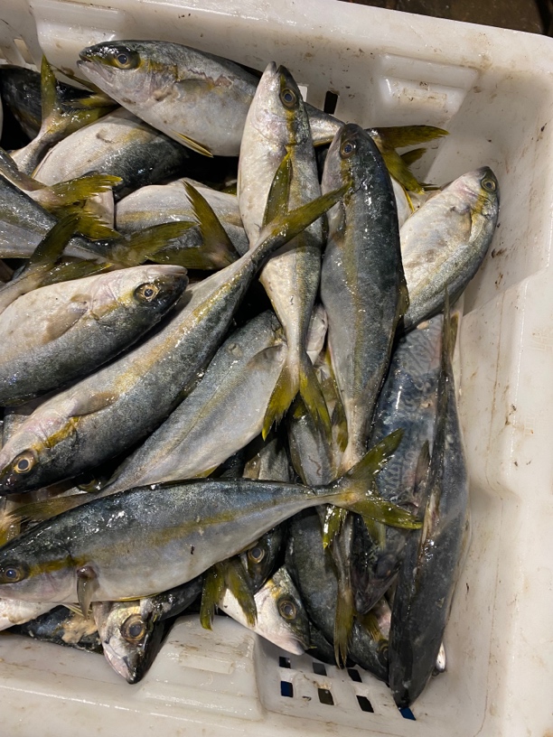 连云港发货 黄金鲅鱼8斤