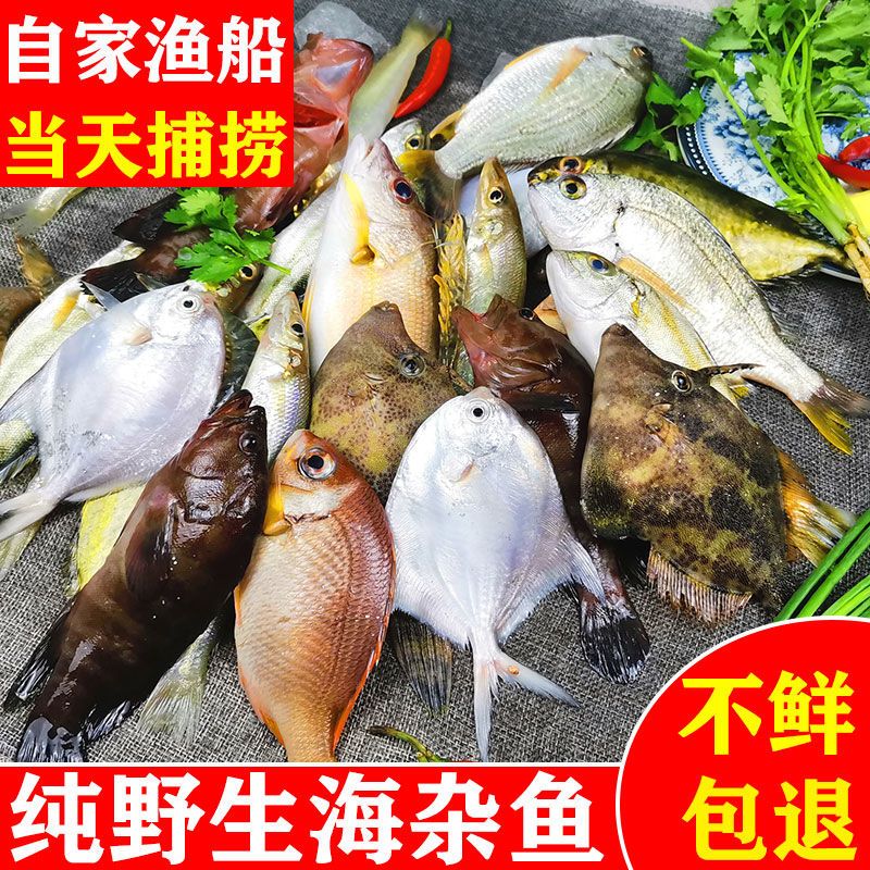 当潮新鲜野生海杂鱼直播链接