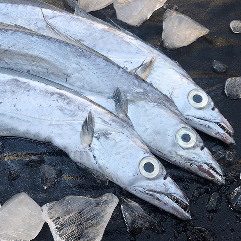 带鱼大刀鱼正宗野生带鱼（一斤2条）直播链接