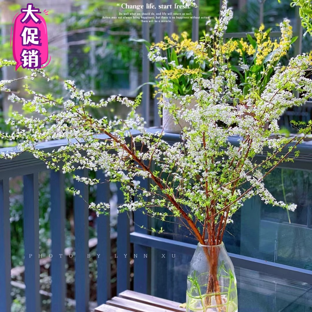 雪柳干枝鲜枝水培雪柳干支盆栽水养鲜切花年宵花束枝条树苗喷雪花