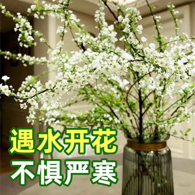 网红阳台鲜枝雪柳泡水开花水培冬季耐寒花卉干枝遇水家居室内绿植
