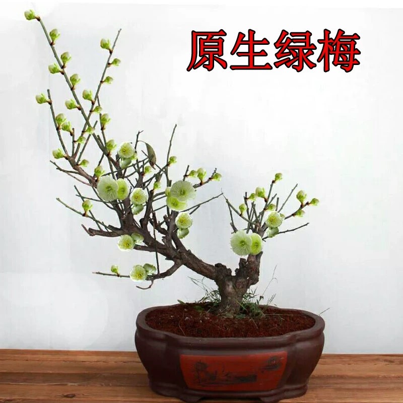 高雅梅花树苗盆栽浓香型花卉梅花盆景老桩室内外庭院阳台耐寒绿植