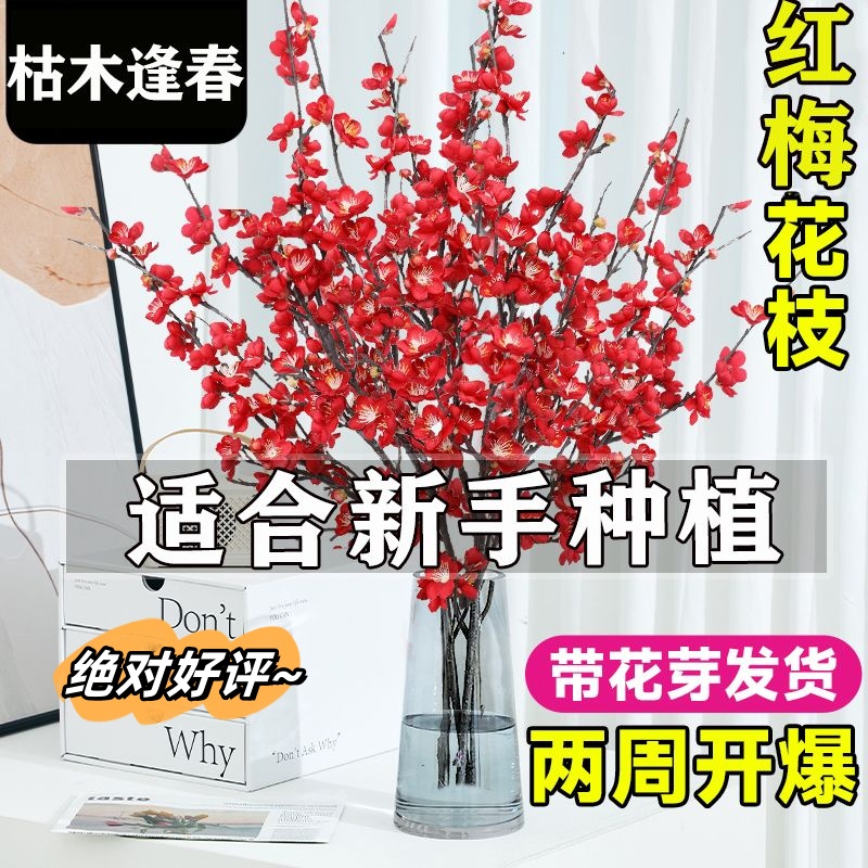 水培植物水养干枝红梅遇水开花带花苞红梅鲜花枝耐寒好养冬季鲜花