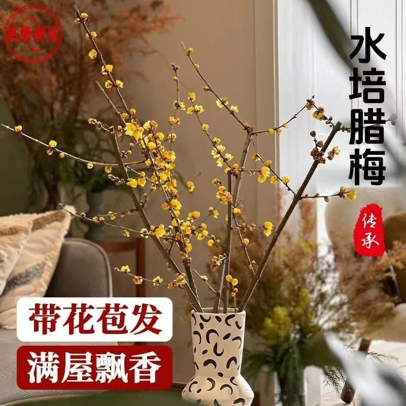 腊梅鲜花枝条水养花卉植物室内花遇水开花梅花水培蜡梅插花鲜切花