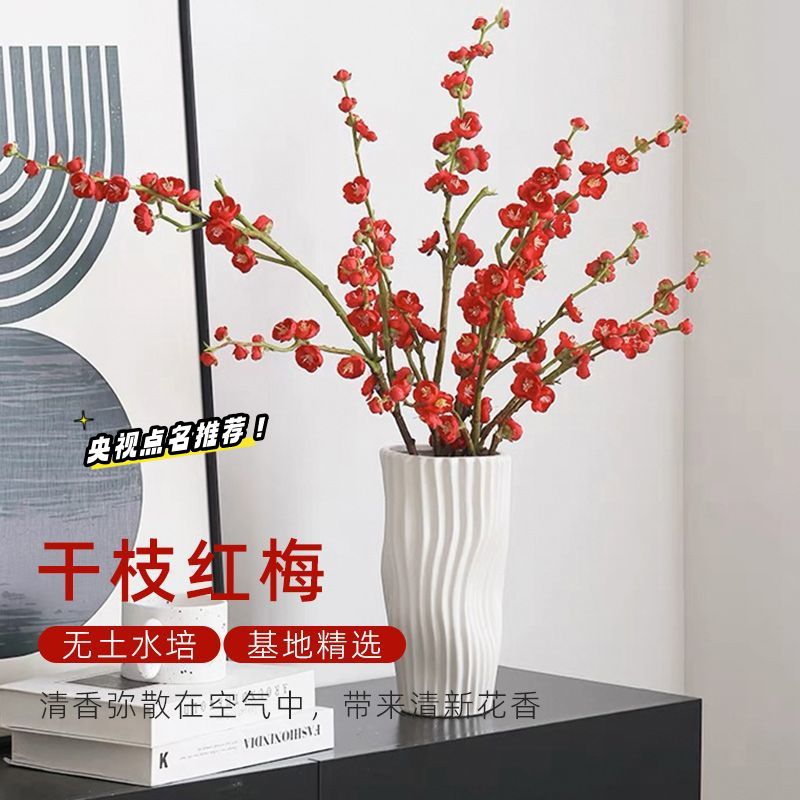 水培鲜枝红梅干枝水养鲜花卉梅花植物桃花枝雪柳室内客厅绿植盆栽