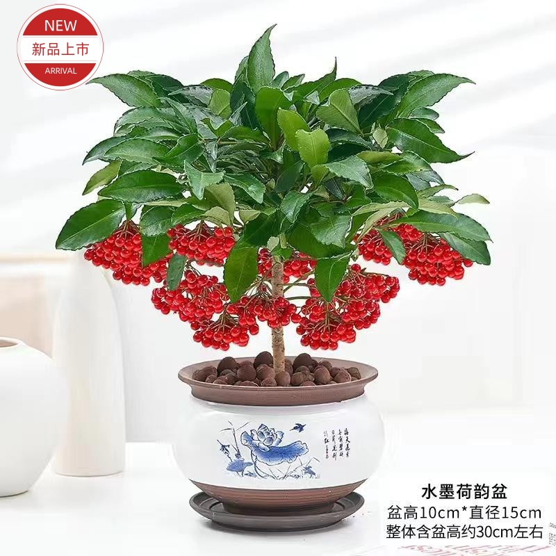 富贵籽盆栽黄金万两植物带果子红果客厅招财室内好养懒人花卉绿植