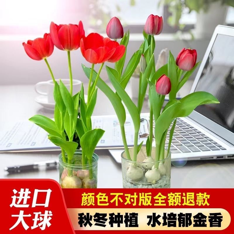 荷兰进口郁金香种球阳台室内外好养易活水土培花卉盆栽植物花种子