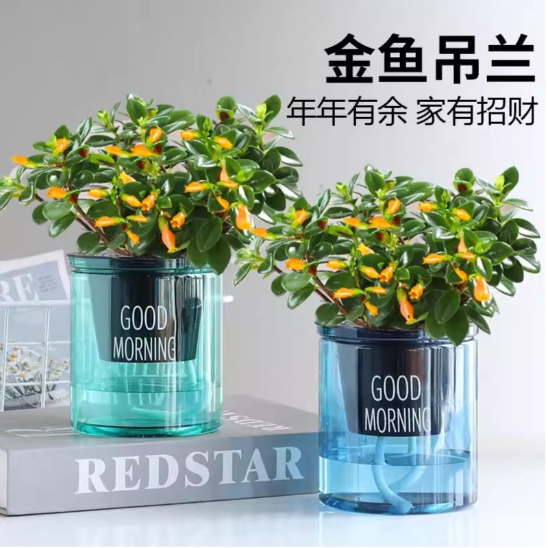 金鱼花吊兰盆栽花卉植物室内四季开花不断阳台办公室垂吊好养绿植