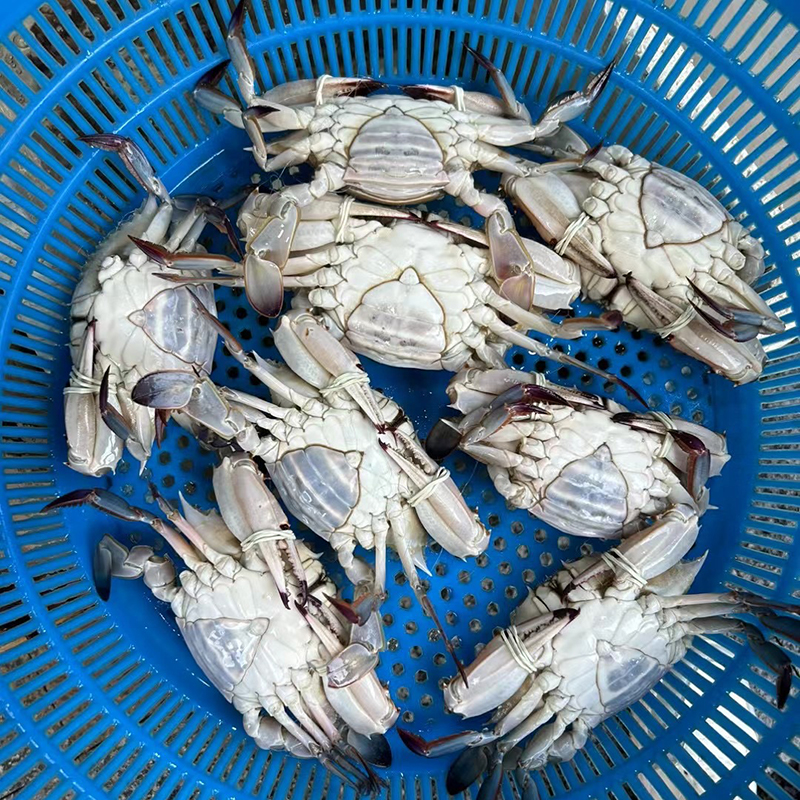 精品大号母蟹舟山海捕流网梭子蟹（液氮速冻锁鲜）4-6两/只