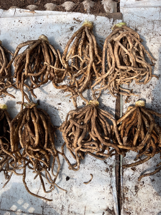 摸头兰君子兰去掉叶片栽种可发多头君子兰