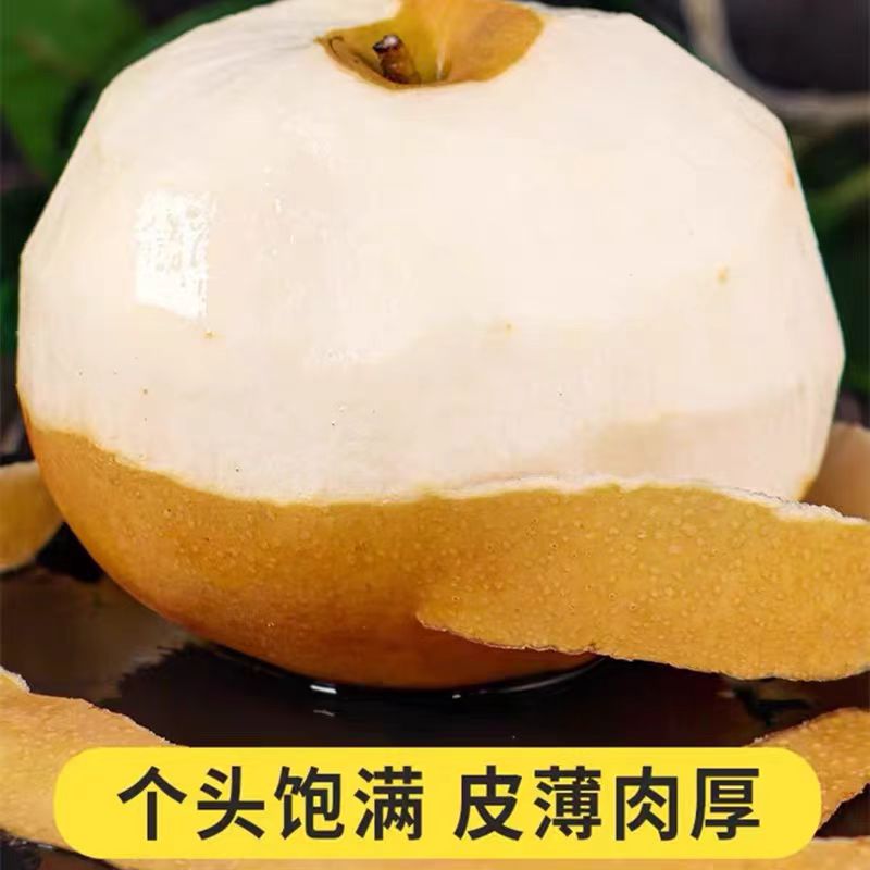 正宗莱阳秋月梨脆甜多汁现采现摘产地直发