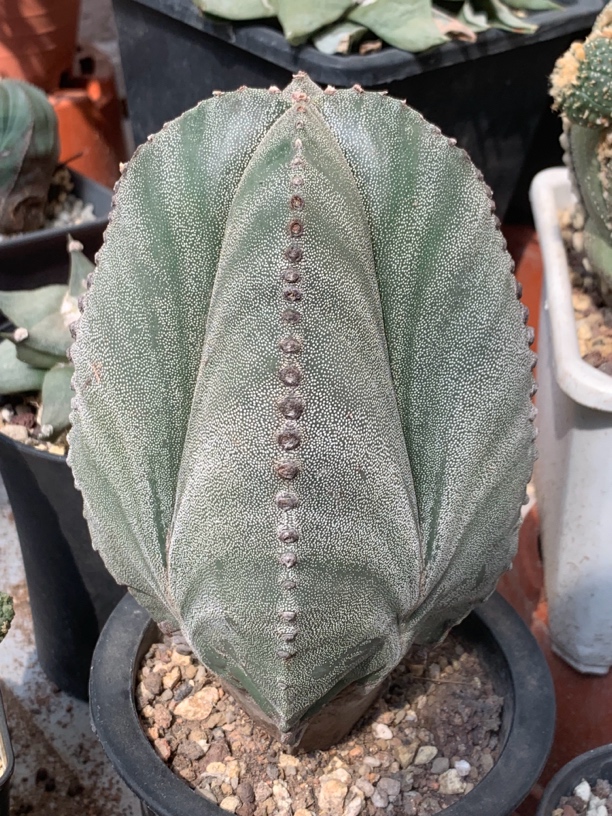 实拍实生四角鸾凤玉老桩一物一拍