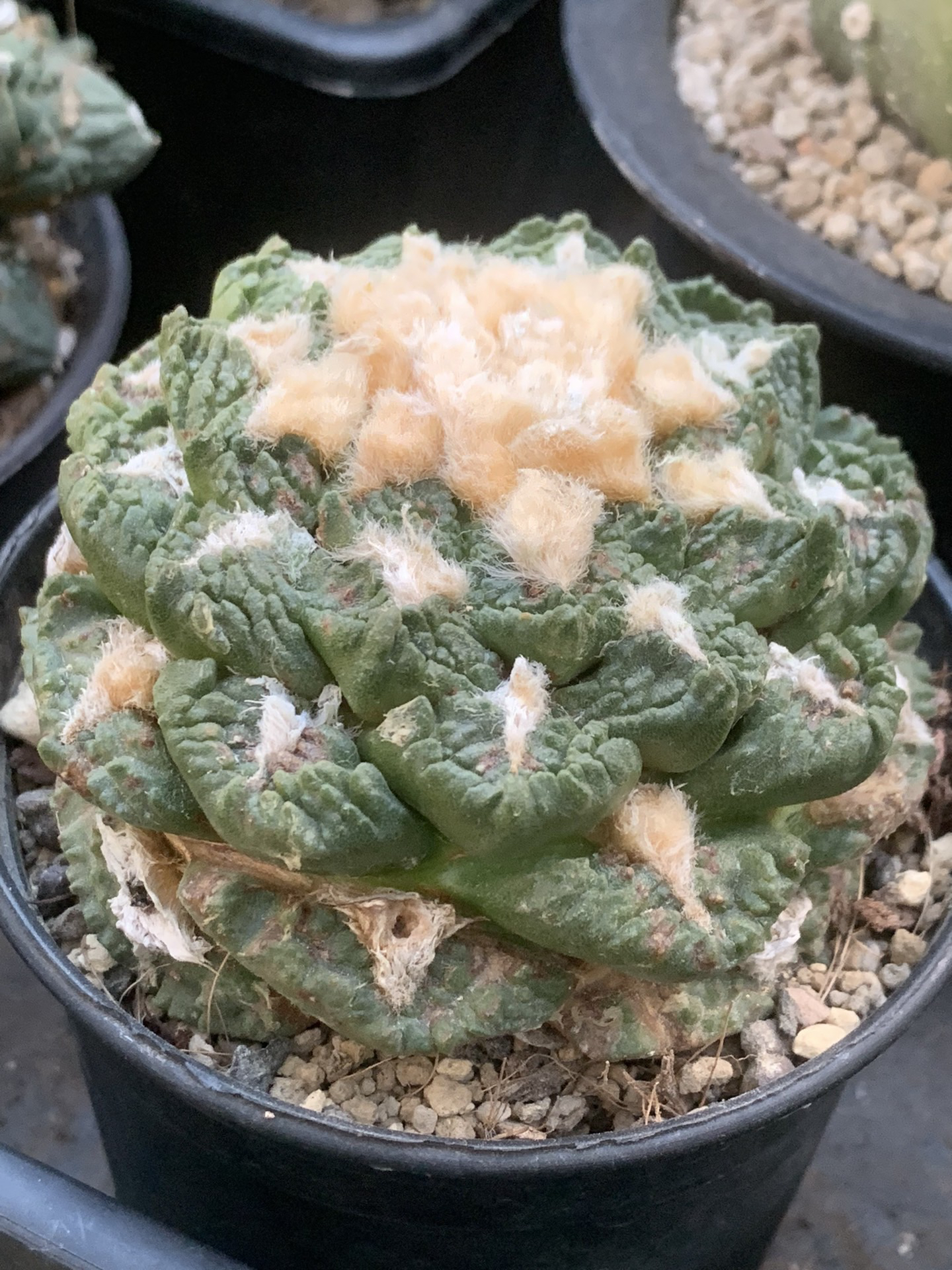 龟甲牡丹自根一物一拍