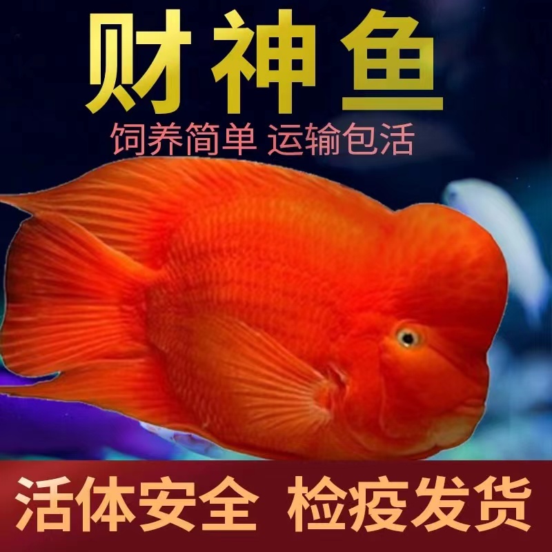 财神血鹦鹉鱼活体热带观赏鱼起头元宝财神鱼高端爆头发财鱼淡水鱼