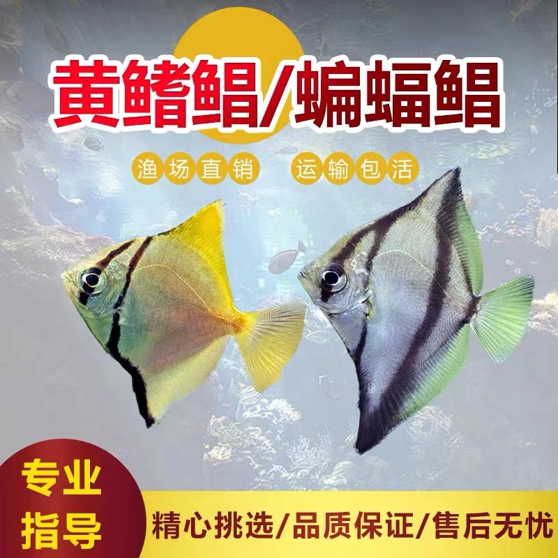 黄鳍鲳鱼蝙蝠鲳银大眼鲳珊瑚神仙鱼热带观赏鱼群游鱼活体淡水鱼