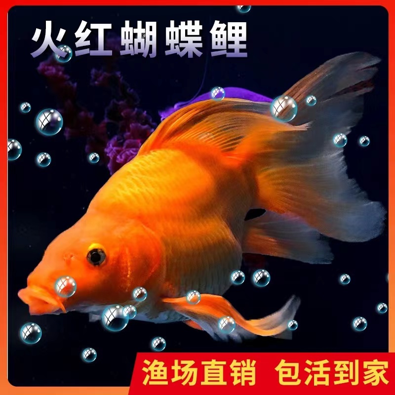 台湾蝴蝶鲤活鱼龙凤锦鲤淡水冷水大鳍长尾蝴蝶球体球形观赏鱼