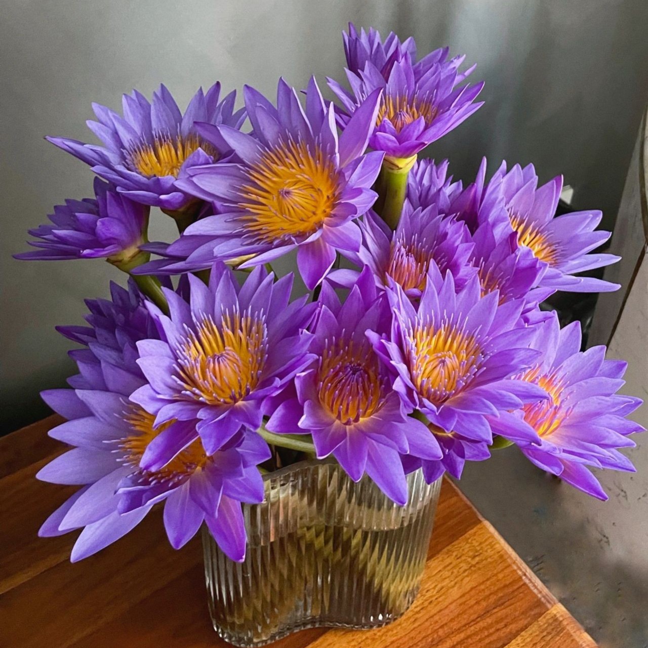 【云南基地】睡莲鲜花带花苞水培花卉