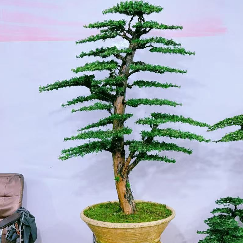 静寻盆景(81号)老桩米叶罗汉松迎客松 四季常青盆景高190/宽130