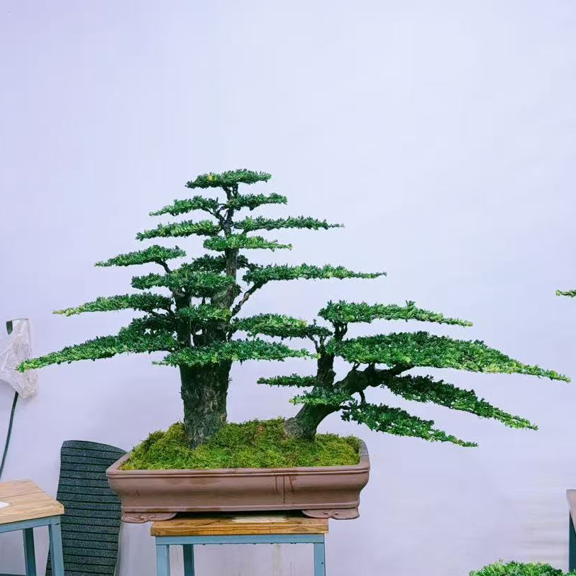 静寻盆景(85号)老桩丛林红芽珍珠罗汉松迎客松 高101/宽160