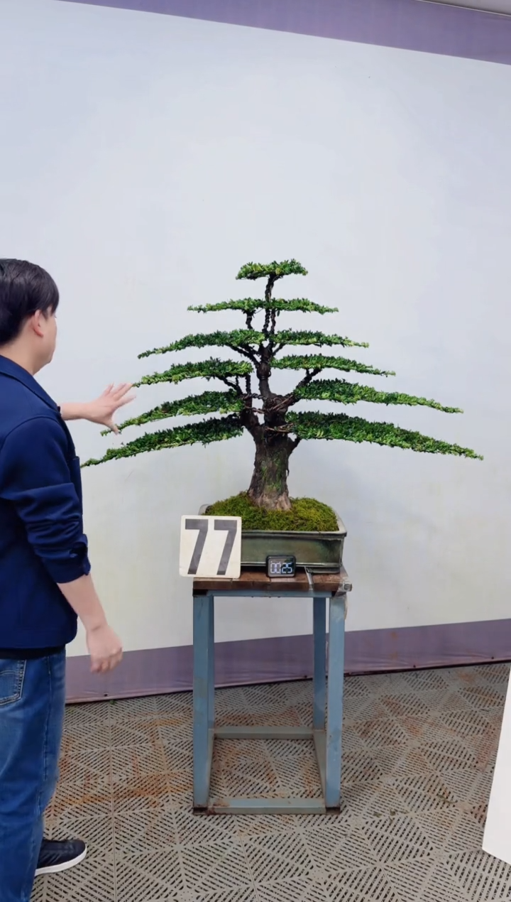 【闪购商品】盆景盆景