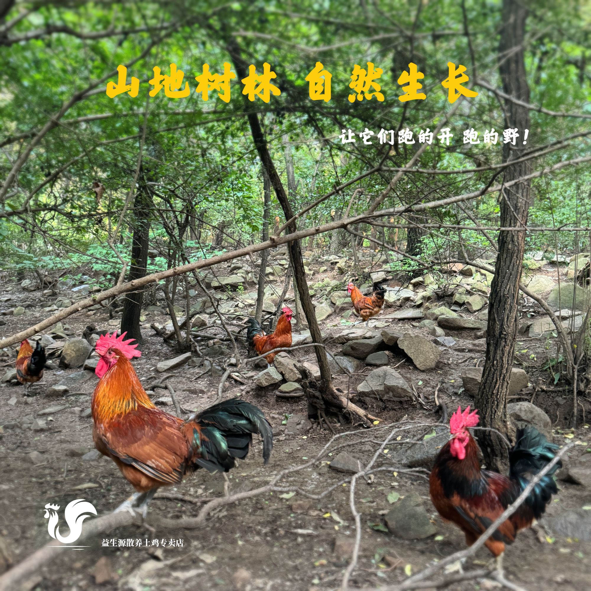益生源【柴公鸡两只】（低脂高蛋白）山林散养180天土鸡真空包装冷链