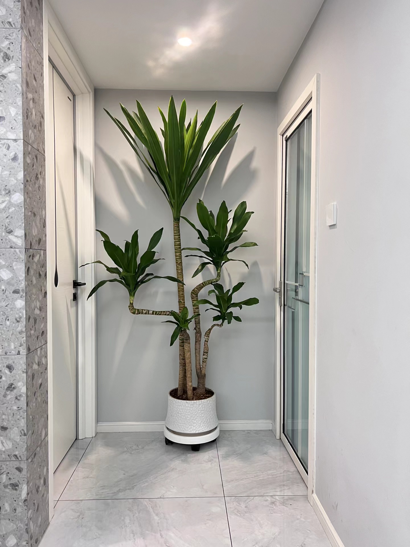 荷花铁美人铁盆栽客厅大型耐阴净化空气高档鲜活绿植基地发货