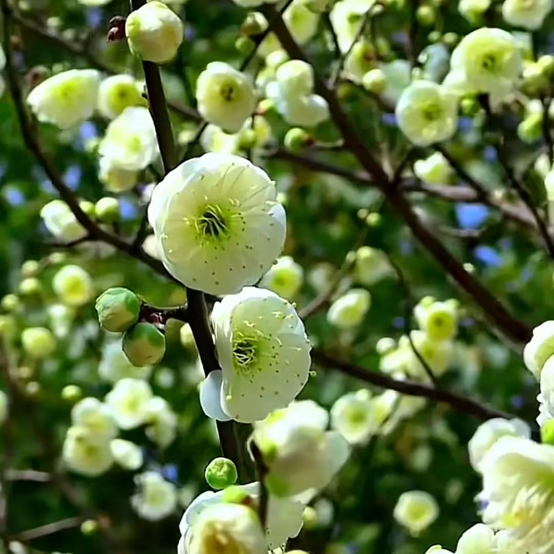 【绿梅】盆景树桩盆栽浓香耐寒绿萼梅花阳台庭院花卉植物室内外四季