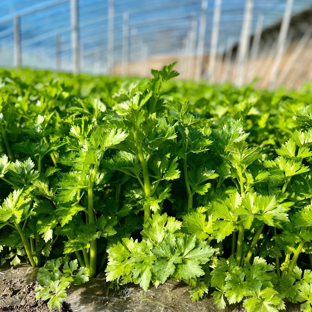 芹菜700-800g