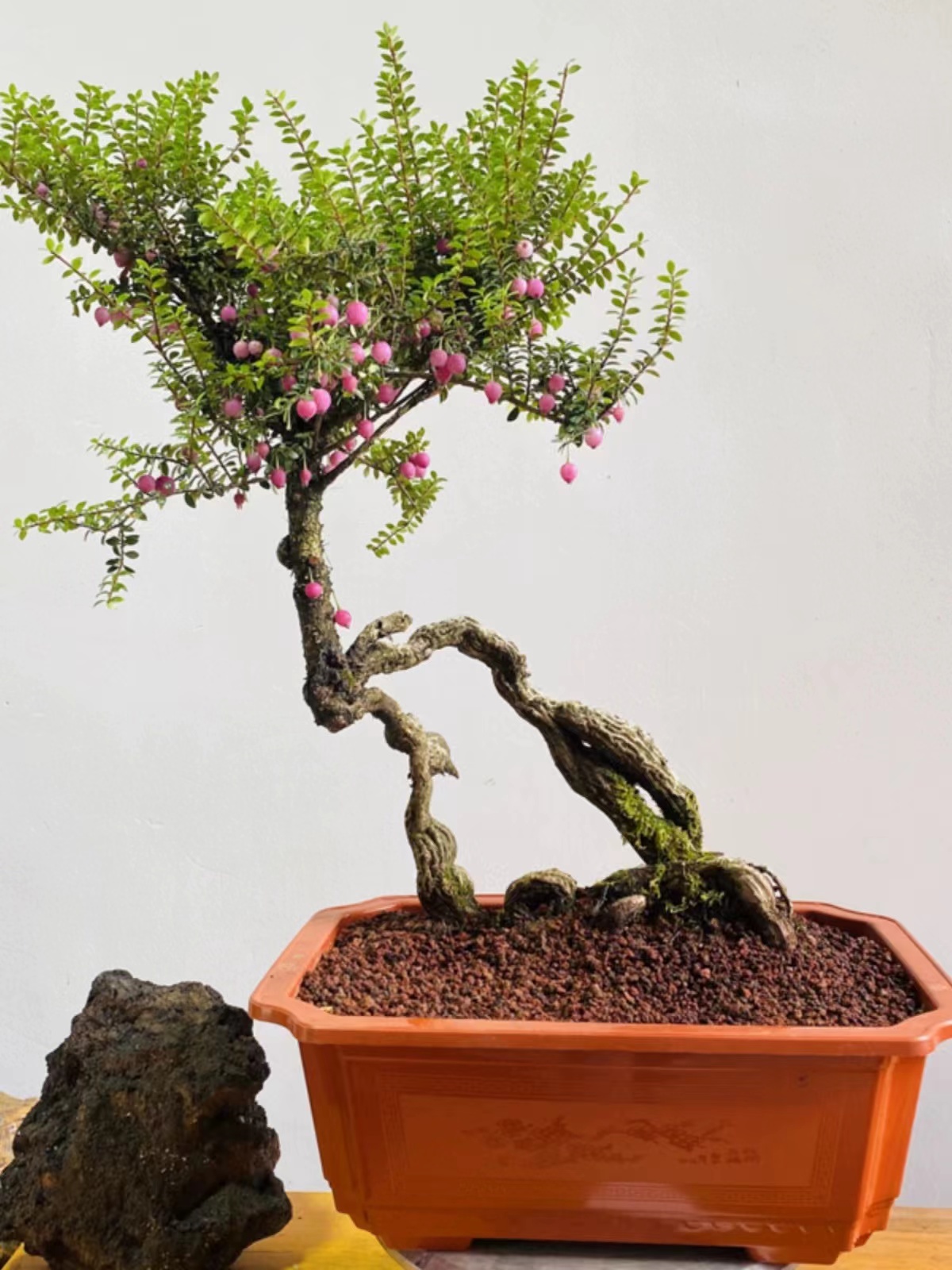 五翅莓小叶满堂红粉红花结紫果四季常青不落叶一物一拍切勿私拍