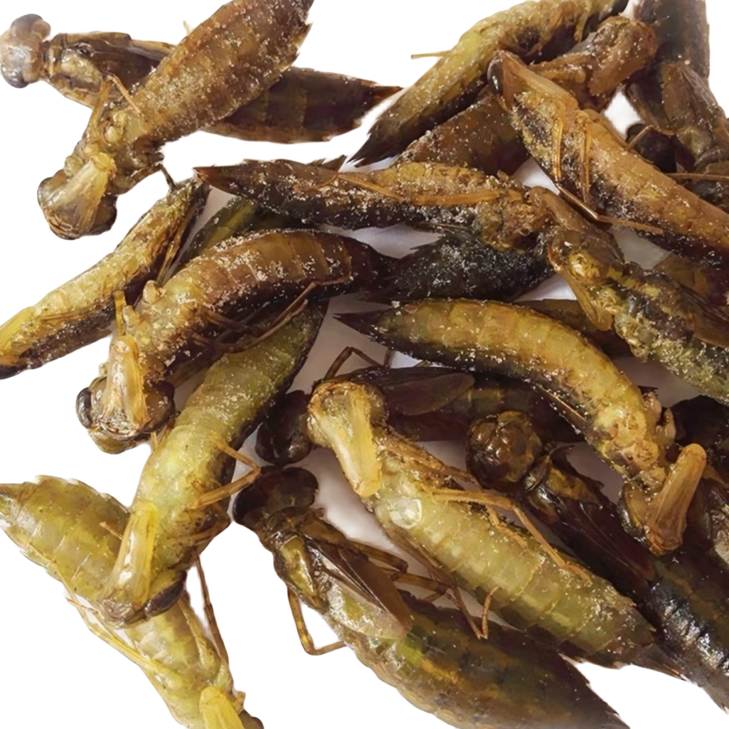 水蜻蜓水虿山东特产长体水蜻蜓速冻新鲜