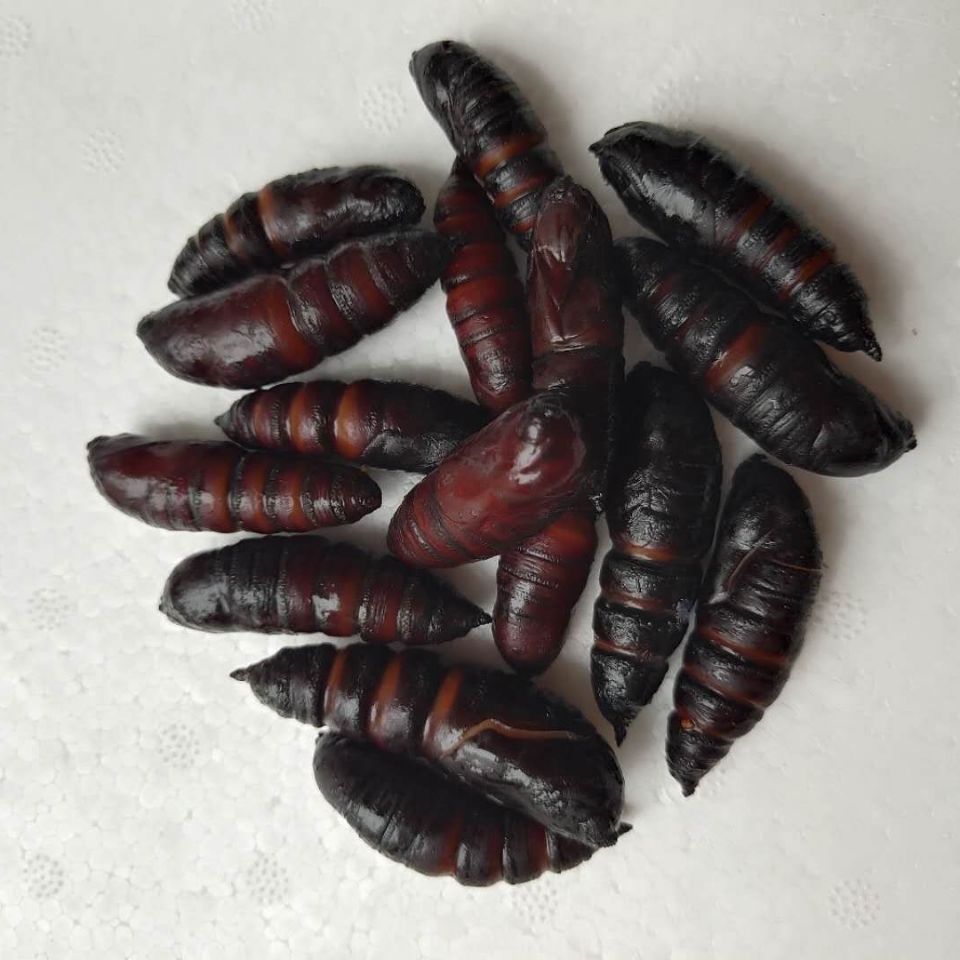 豆虫蛹冷冻豆虫蛹油炸新鲜速冻山东大豆虫蛹包邮个大豆虫蛹