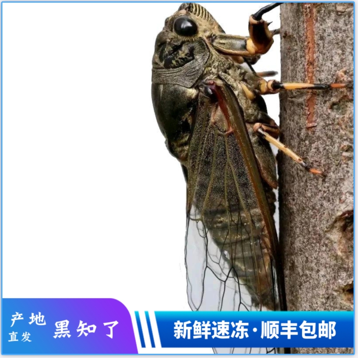 新鲜速冻山东黑蝉100只黑知了老知了黑截留昆虫