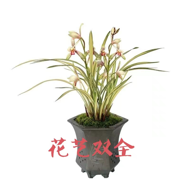 建兰福隆花艺双全春兰墨兰一物一拍裸根发货