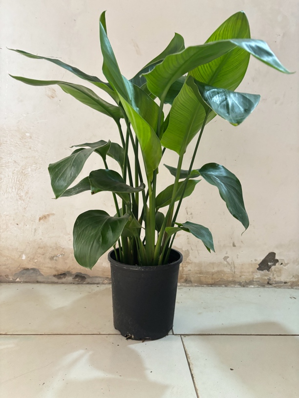 天堂鸟客厅直发黑色1.5加仑盆、80-90高一盆五颗苗净化空气吸甲醛