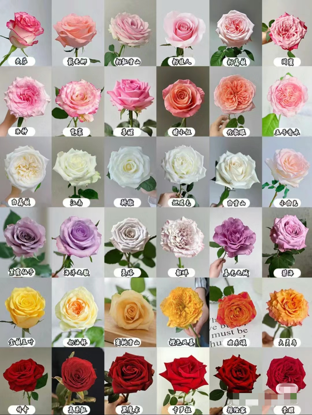 玫瑰优选云南昆明玫瑰多头绿植花材20%损耗不售后